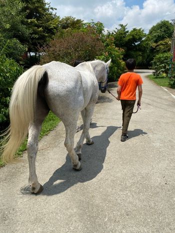 牛牛牽馬~